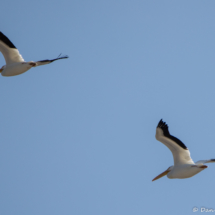 White Pelicans in Flight-01