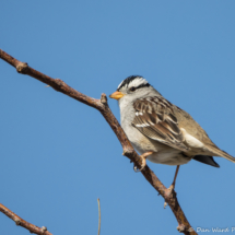 White-crowned Sparrow-Male-01