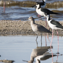 Willet-Black-necked Stilts-01