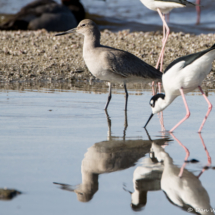 Willet-Black-necked Stilts-02