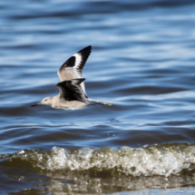 Willet In Flight-01