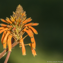 Aloe Flower-05