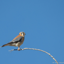 American Kestrel-13