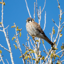 American Kestrel-23