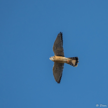 American Kestrel in Flight-01