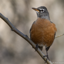 American Robin-03