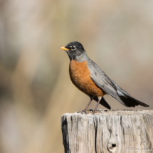 American Robin-06