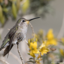 Anna's Hummingbird-05