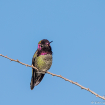 Anna's Hummingbird-Male-02