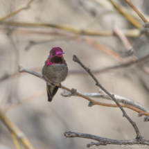 Anna's Hummingbird-Male-03