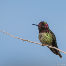 Anna's Hummingbird-Male-04