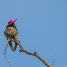Anna's Hummingbird-Male-08
