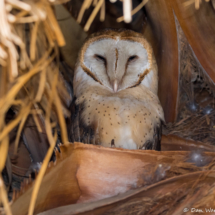 Barn Owl-03