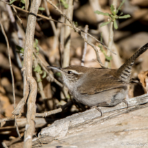 Bewick's Wren-11