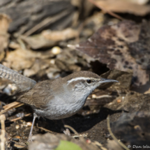 Bewick's Wren-17