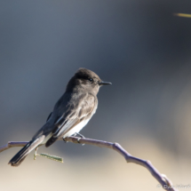 Black Phoebe-01