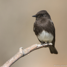 Black Phoebe-03