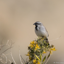 Black-throated Sparrow-01