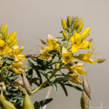 Bladderpod Spiderflower-04