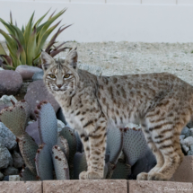 Bobcat in Backyard-01