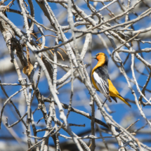 Bullock's Oriole-Male-02