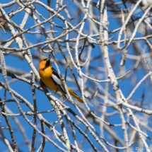 Bullock's Oriole-Male-04