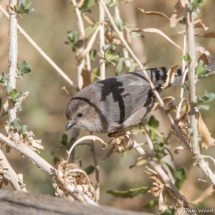 Bushtit-01