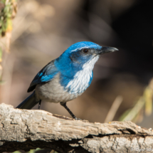 California Scrub Jay-04