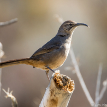 California Thrasher-10