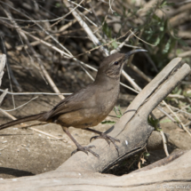 California Thrasher-11