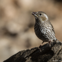 Cassin's Finch-Female-25