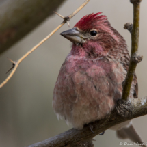 Cassin's Finch-Male-17