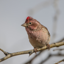 Cassin's Finch-Male-32