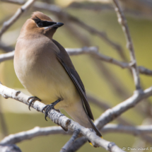 Cedar Waxwing-08