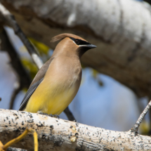 Cedar Waxwing-18