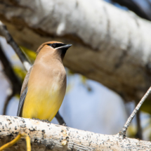 Cedar Waxwing-19