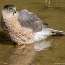 Cooper's Hawk-02