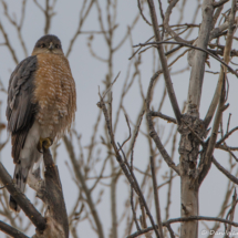 Cooper's Hawk-03