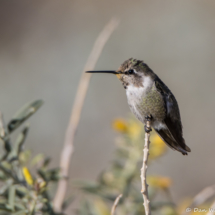 Costas Hummingbird-Immature Male-01