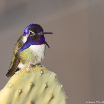 Costas Hummingbird-Male-02