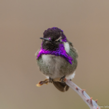 Costas Hummingbird-Male-03