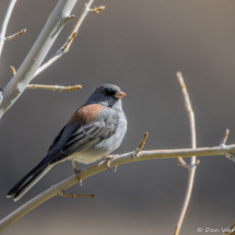 Dark-eyed Junco-Adult (Red-Backed)-02