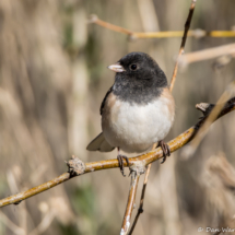 Dark-eyed Junco-Oregon-07