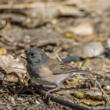 Dark-eyed Junco-Pink Sided-02