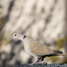 Eurasian Collared-Dove-01