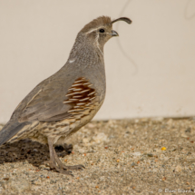 Gambel's Quail-Female-01