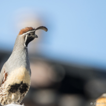 Gambel's Quail-Male-02