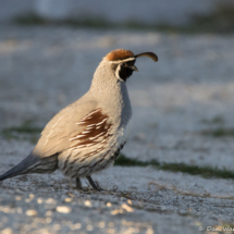 Gambel's Quail-Male-04