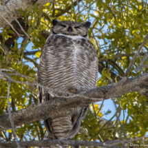 Great Horned Owl-04