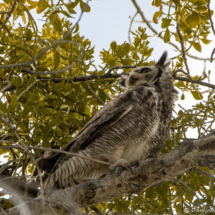 Great Horned Owl-12